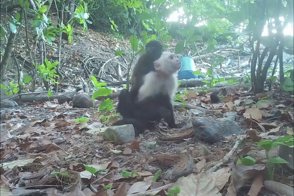 새끼 고함원숭이를 잡는 꼬리감는원숭이. (영상 막스플랑크 동물행동연구소)/뉴스펭귄