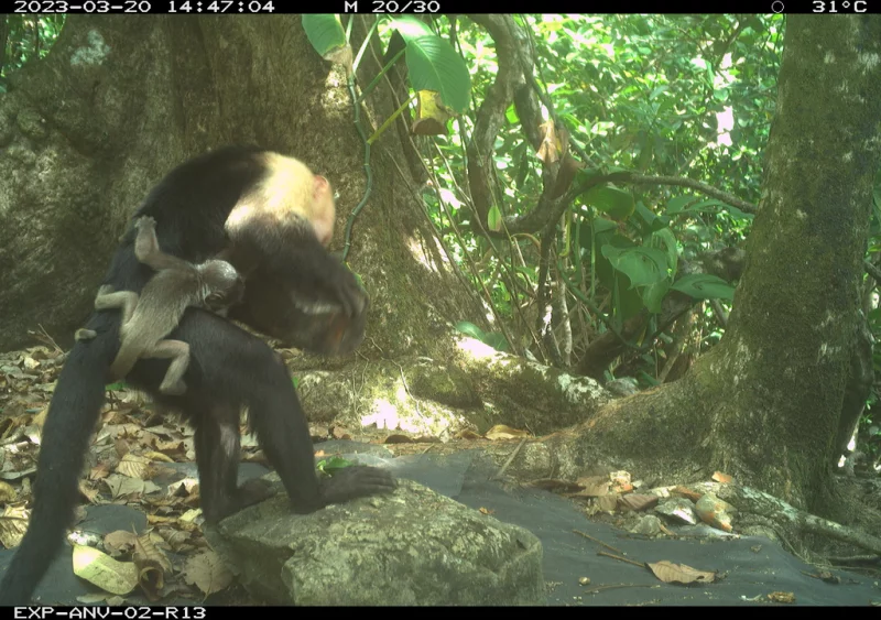 (사진 독일 막스플랑크 동물행동연구소)/뉴스펭귄
