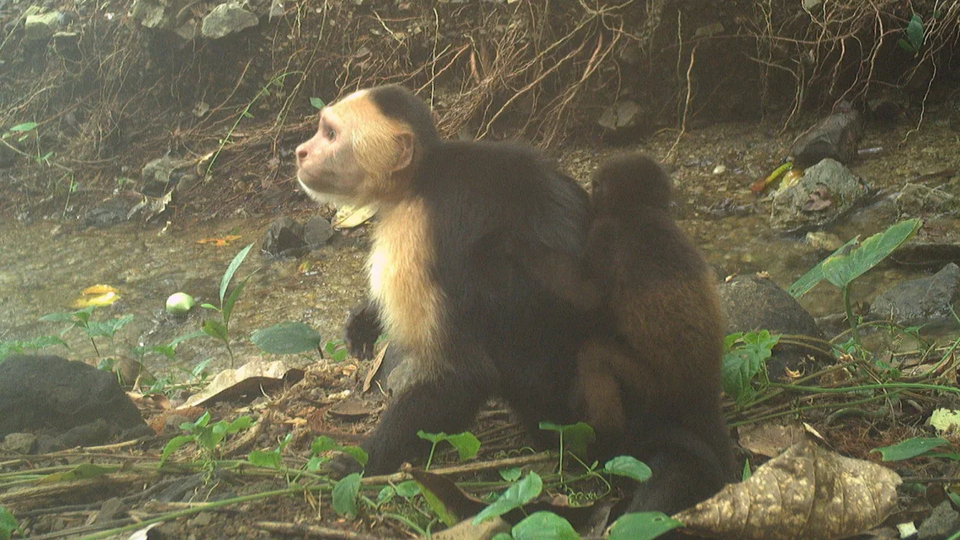 (사진 독일 막스플랑크 동물행동연구소)/뉴스펭귄