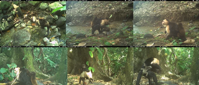 (사진 독일 막스플랑크 동물행동연구소)/뉴스펭귄