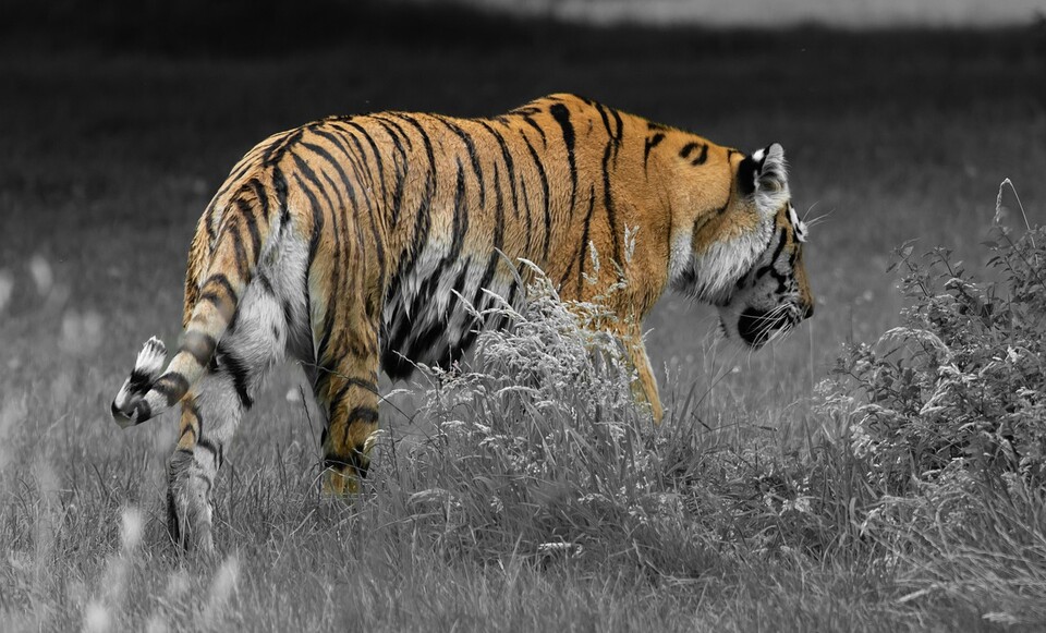 (사진 Pixabay)/뉴스펭귄