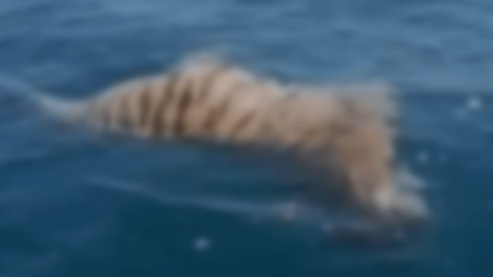 (사진 X 피드 영상 캡처)/뉴스펭귄