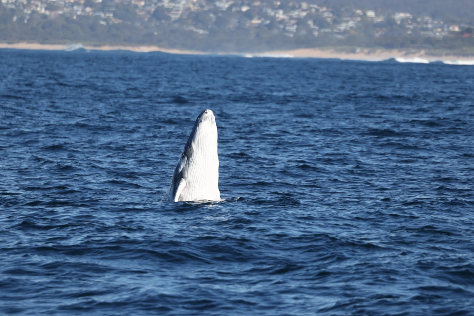 뉴사우스웨일스주 인근 해역에서 목격된 물 밖으로 고개를 내민 새끼 혹등고래. (사진 Ocean Extreme Sydney)/뉴스펭귄