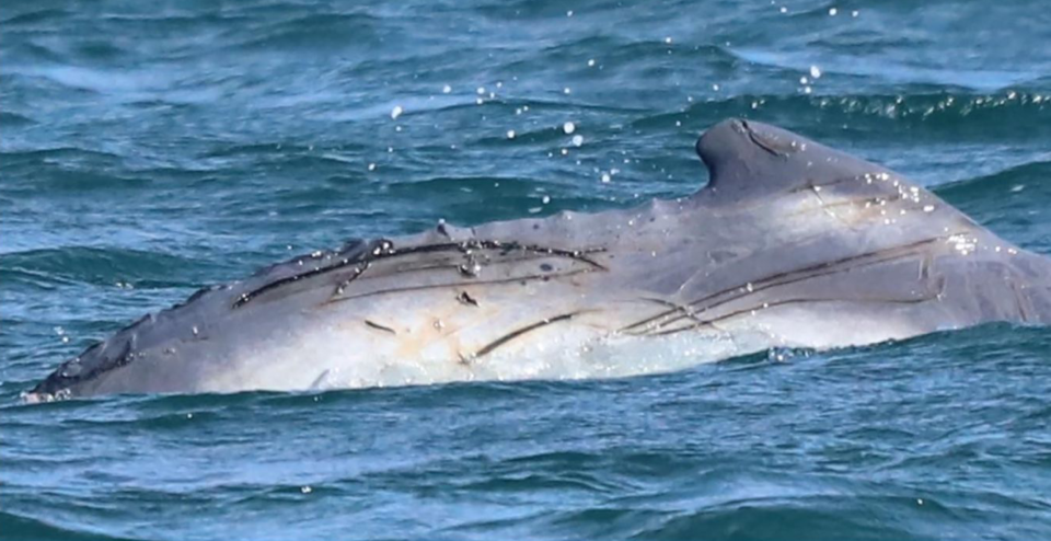 뉴캐슬 인근 해역에서 목격된 등에 부상을 입은 새끼 혹등고래. (사진 CoastXP)/뉴스펭귄
