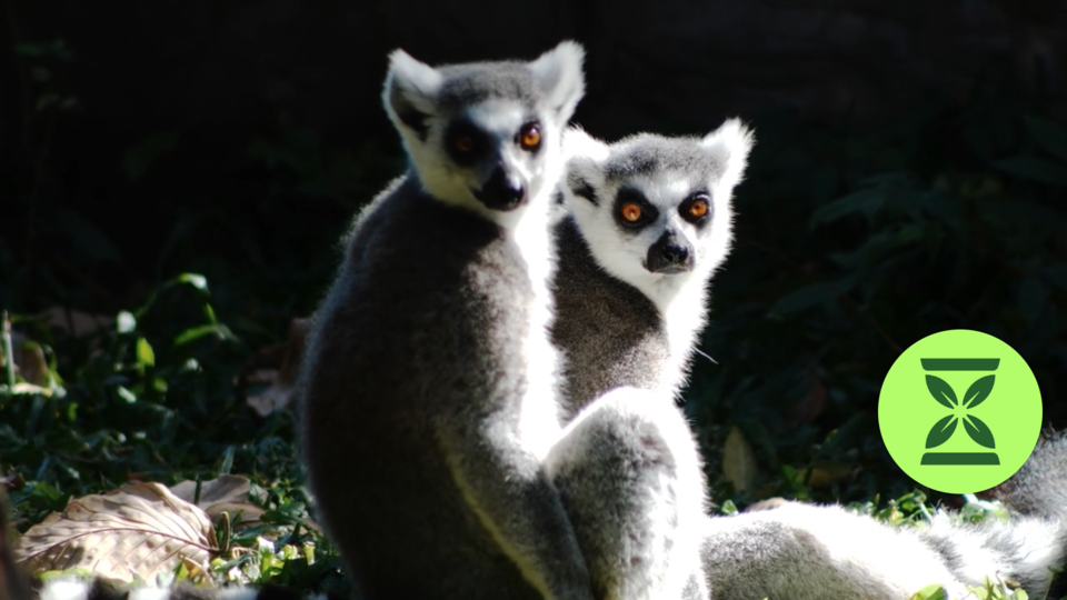 한 환경단체가 멸종위기종 보존을 위한 모금 활동을 위해 유명 성인 콘텐츠 플랫폼에 멸종위기종들의 짝짓기 영상을 업로드했다. (사진 Quick Response Fund for Nature 유튜브 공식 채널 캡쳐)/뉴스펭귄