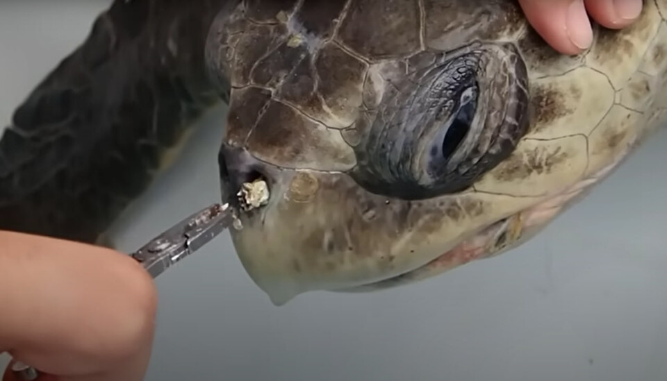 (사진 Sea Turtle Biologist 유튜브 영상 캡처)/뉴스펭귄