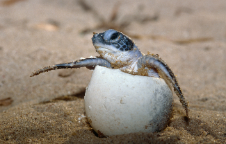 프랑스령 기아나 해안에서 부화하고 있는 푸른바다거북(사진 세계자연기금 ©Roger Leguen)/뉴스펭귄