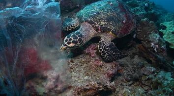 비닐봉지를 먹이로 착각한 매부리바다거북 영상 갈무리(사진 세계자연기금, ©Shutterstock / Krzysztof Bargiel)/뉴스펭귄