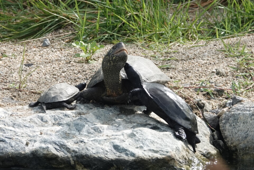 남생이는 조선시대 왕실의 권위를 상징하는 도장인 어보의 표본이기도 할 만큼 우리나라에서 귀하게 여겨 온 거북이다. (사진 남상헌 대표 제공)/뉴스펭귄