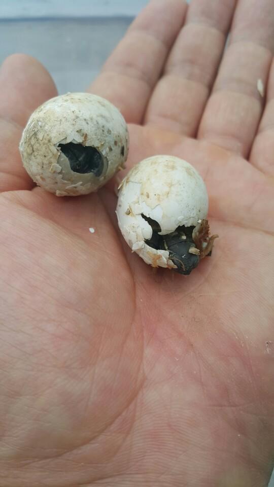 알을 까고 부화하는 새끼 남생이. (사진 남상헌 대표 제공)/뉴스펭귄