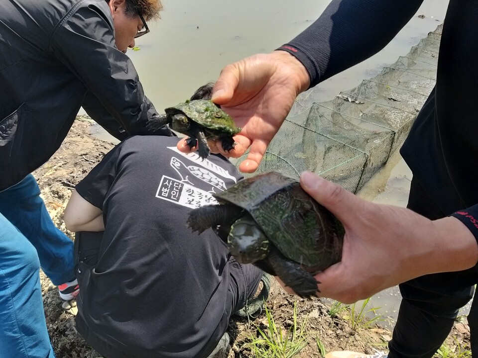 관상용 거북으로 우리나라에 팔려왔다가 유기된 붉은귀거북 등 외래종이 우리나라 고유의 생태계를 교란하면서 남생이가 많은 피해를 입었다. (사진 남상헌 대표 제공)/뉴스펭귄