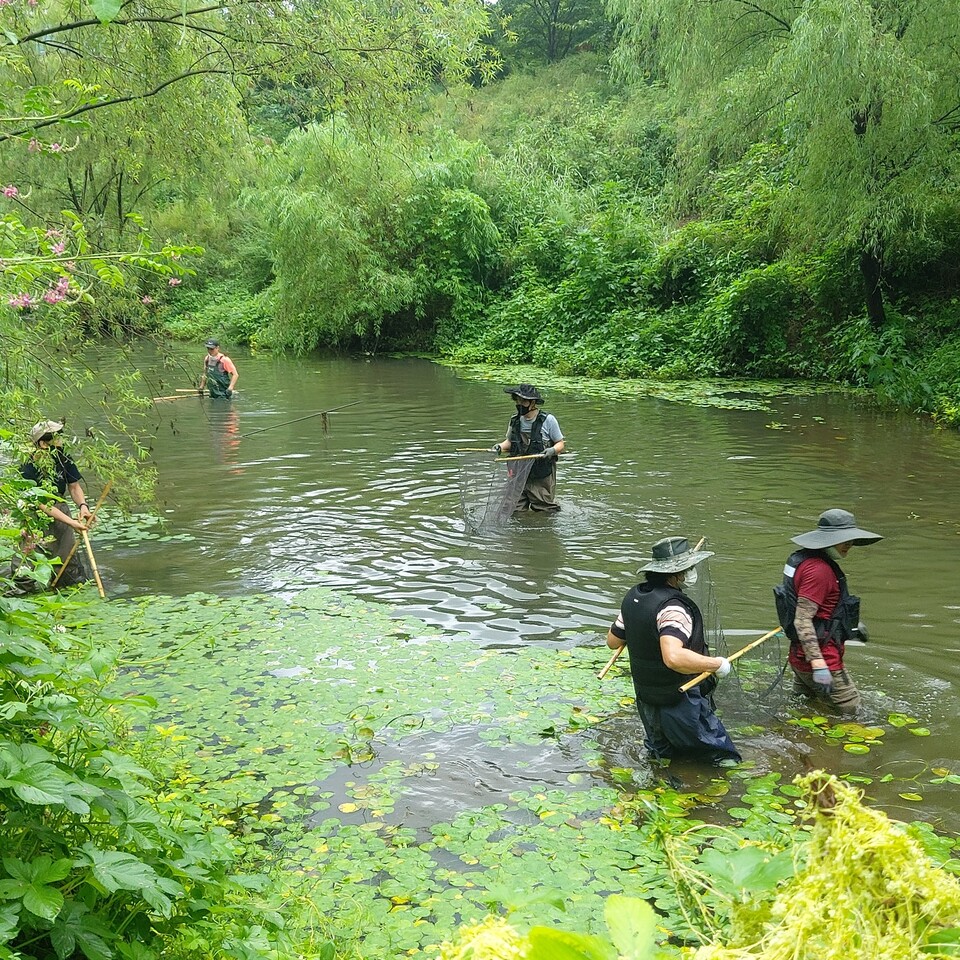 남생이는 주로 물 흐름이 없는 저수지나 소류지, 둠벙 등 습지에 서식한다. (사진 남상헌 대표 제공)/뉴스펭귄