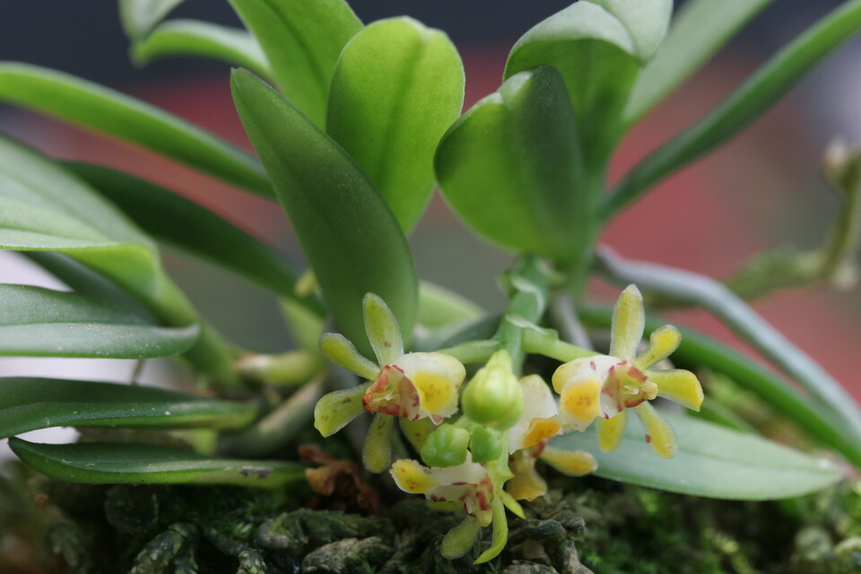 멸종위기 야생생물 Ⅰ급 육상식물 ‘탐라란’. (사진 국립생물자원관)/뉴스펭귄