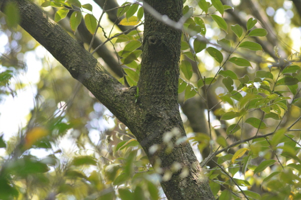 숲속 바위나 상록성 활엽수 줄기에 착생해 사는 ‘탐라란’. (사진 국립생물자원관)/뉴스펭귄
