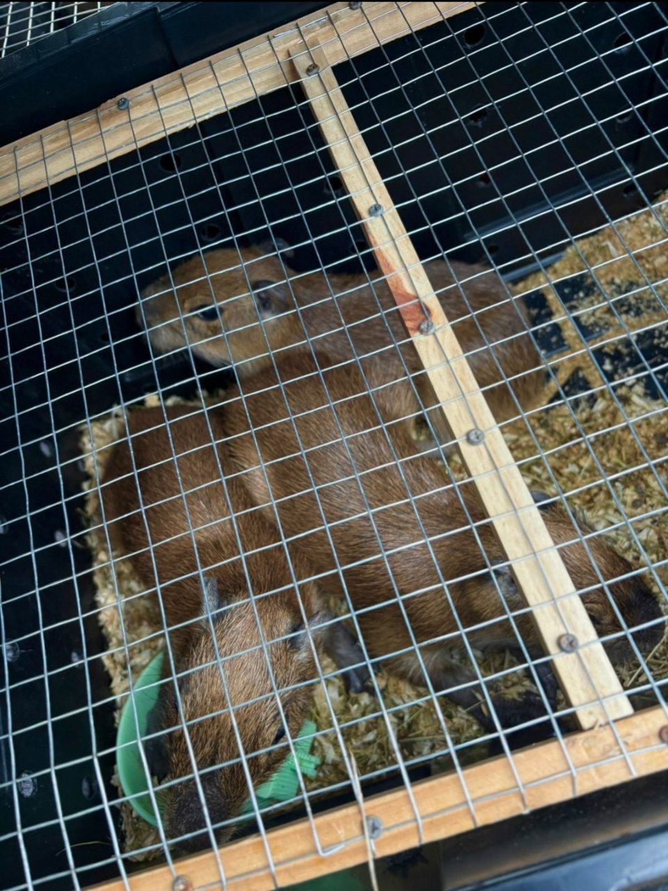 SNS를 타고 솟아오르는 세계적인 인기에 애완용으로 삼기 위한 불법 거래가 늘면서 카피바라가 위험에 처했다. (사진 Ministerio de Seguridad Pública 공식 X 계정)/뉴스펭귄