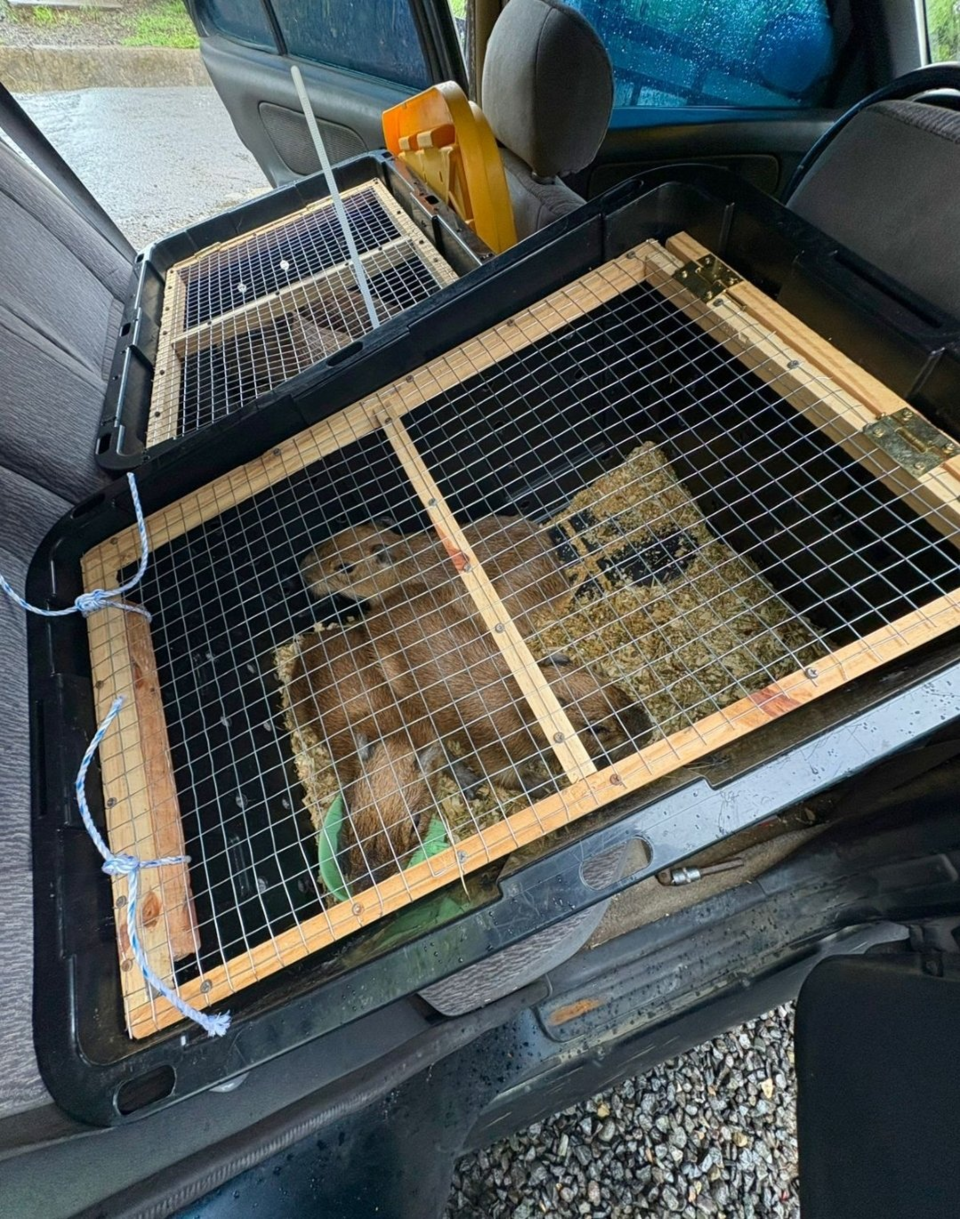 구조된 다섯 마리의 카피바라는 즉시 야생동물 구조센터로 옮겨졌지만 얼마 지나지 않아 영양실조와 극심한 스트레스로 어린 수컷 개체 한 마리가 세상을 떠났다. (사진 Ministerio de Seguridad Pública 공식 X 계정)/뉴스펭귄