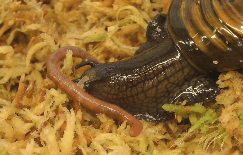 (사진 뉴질랜드 보존부)/뉴스펭귄