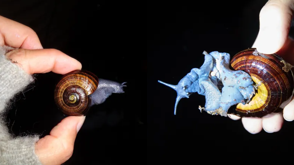 왼쪽부터 어린 포웰리판타 호크스테테리 달팽이와 성체. (사진 Project Janszoon)/뉴스펭귄