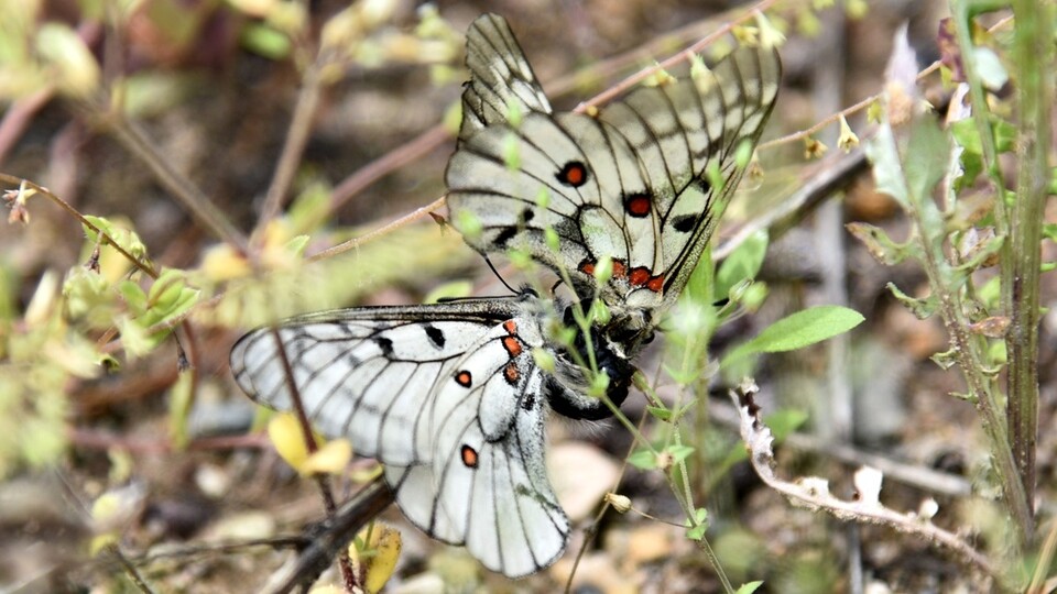 (사진 정수근 대구환경운동연합 사무국장)/뉴스펭귄