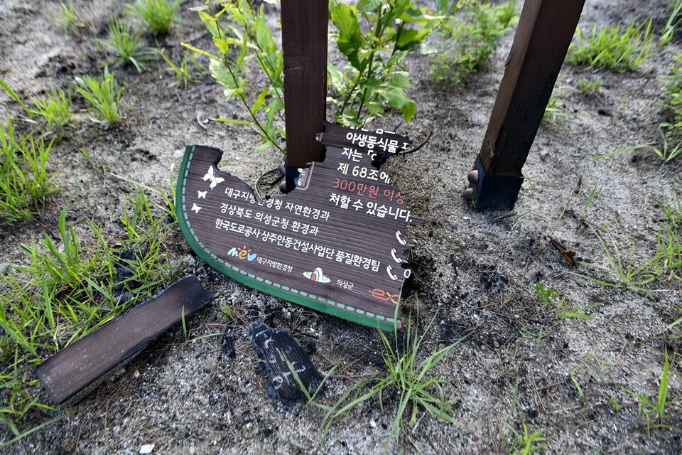 산불 피해를 본 붉은점모시나비 대체서식지. (사진 정수근 대구환경운동연합 사무국장)/뉴스펭귄