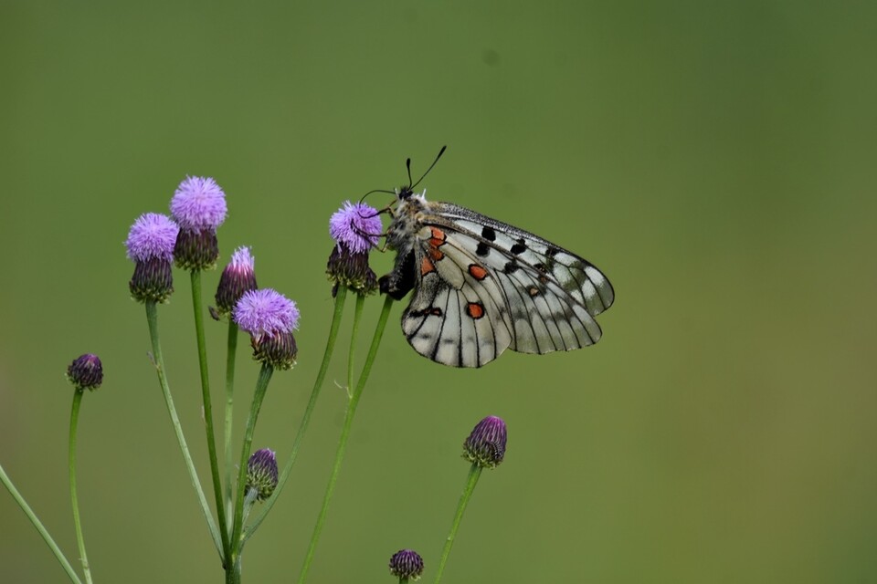 붉은점모시나비. (사진 정수근 대구환경운동연합 사무국장)/뉴스펭귄