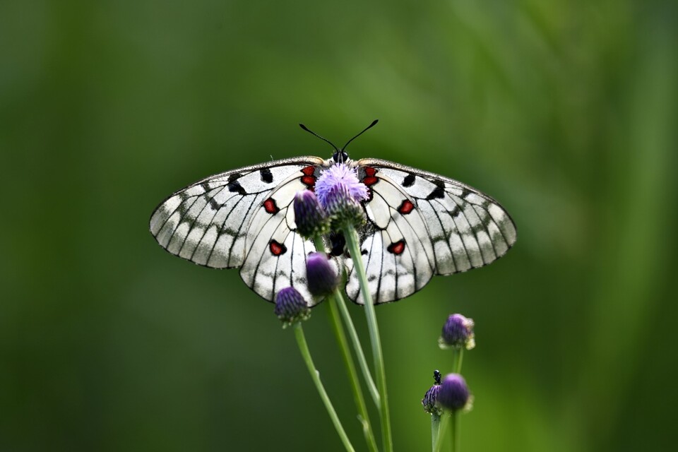 붉은점모시나비. (사진 정수근 대구환경운동연합 사무국장)/뉴스펭귄