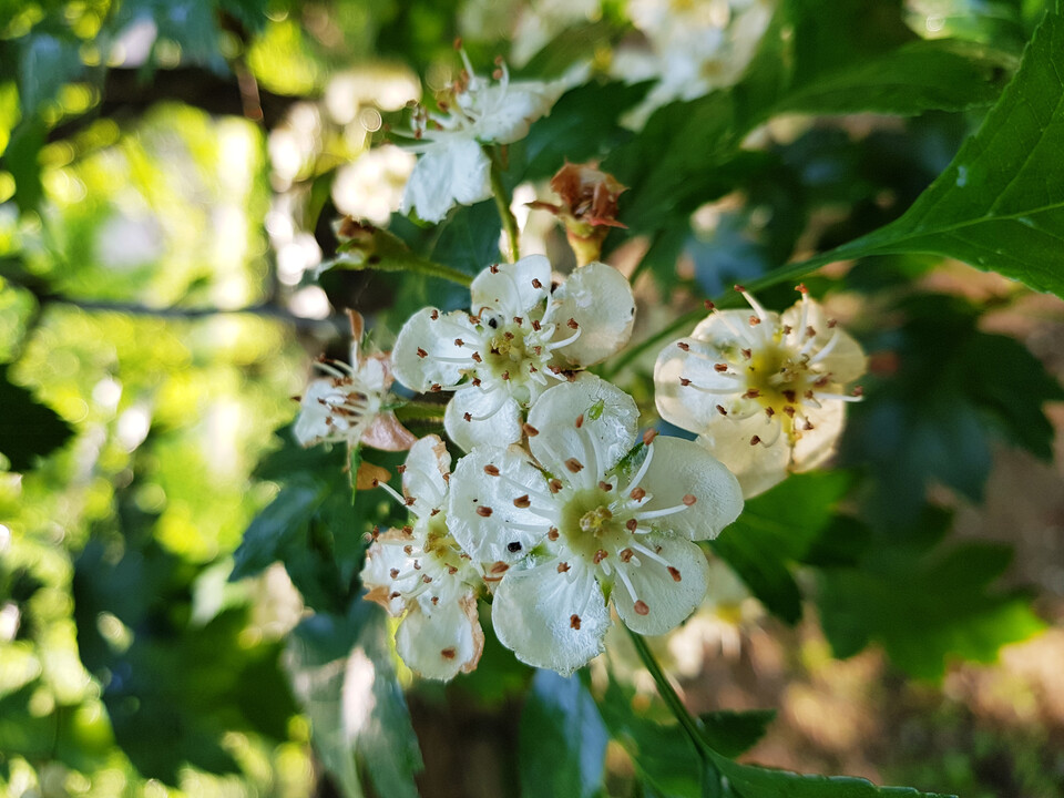 산사나무의 꽃. (사진 이강운 대기자)/뉴스펭귄