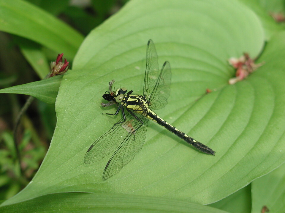 가시측범잠자리 (사진 이강운 대기자)/뉴스펭귄