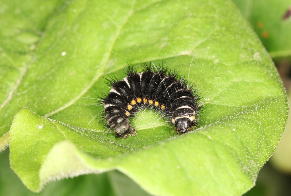 애호랑나비 마지막 애벌레. (사진 이강운 대기자)/뉴스펭귄