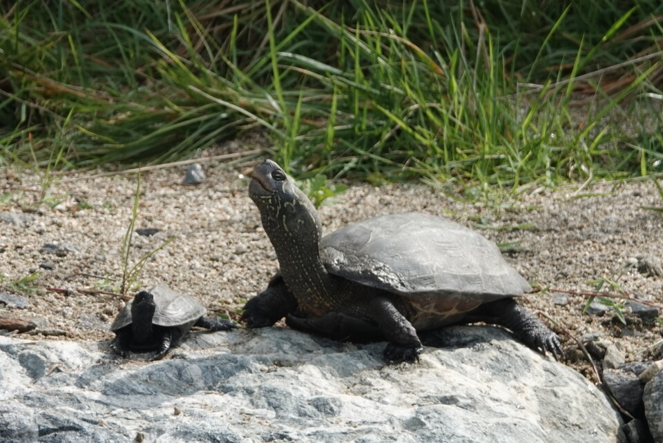 우리나라 토종 멸종위기 거북 남생이. (사진 한국남생이보호협회 남상헌 대표 제공)/뉴스펭귄