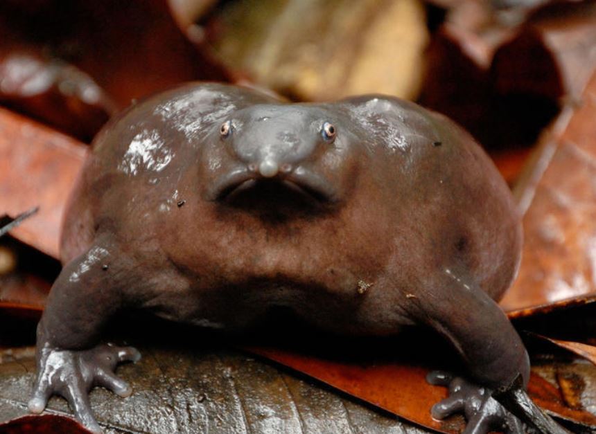 보라개구리. (사진 IUCN)/뉴스펭귄