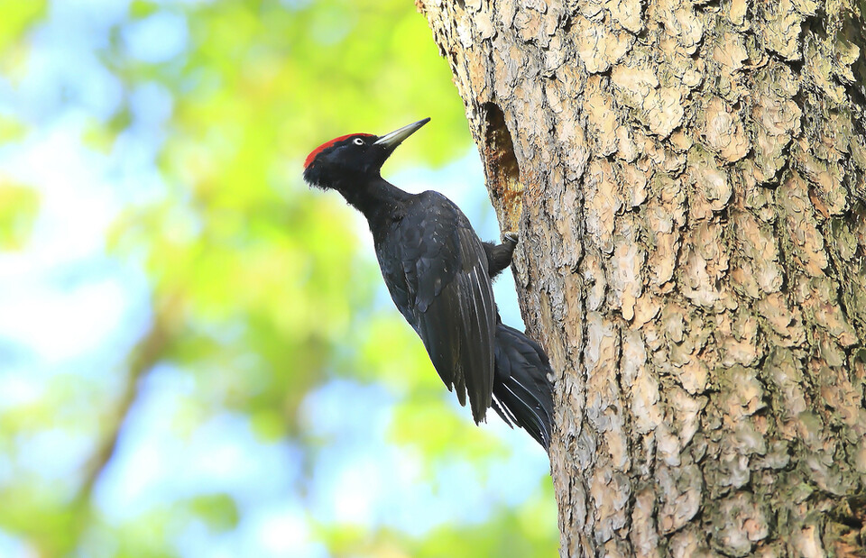 딱따구리는 숲의 건강을 유지하고 수많은 생명에게 삶의 터전을 제공한다. (사진 클립아트코리아)/뉴스펭귄