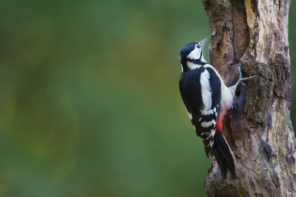 딱따구리. (사진 클립아트코리아)/뉴스펭귄