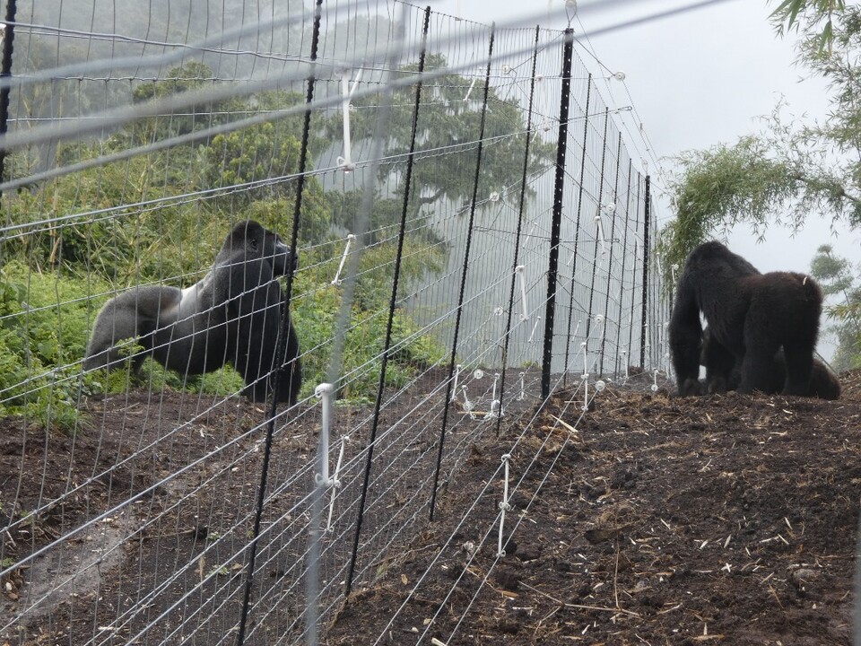 작년 11월 말에는 야생 수컷 고릴라 무와사가 방사 전환 시설 근처에 나타나면서 암컷 고릴라들과 어울리기 시작했다. (사진 GRACE)/뉴스펭귄