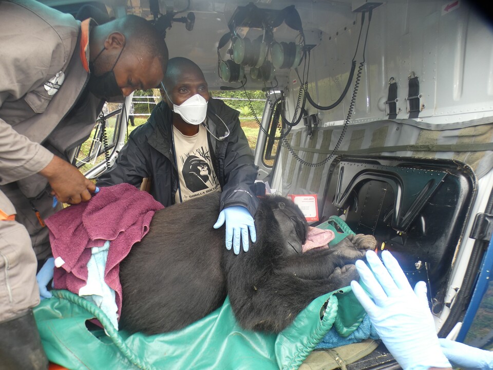 네 마리 고릴라는 IUCN의 유인원 방사 가이드라인에 따라 방사 적합 개체로 선별, 지난해 10월 드디어 GRACE 보호소에서 헬기로 비룽가 국립공원 치아베리무 지역까지 이송됐다. (사진 GRACE)/뉴스펭귄