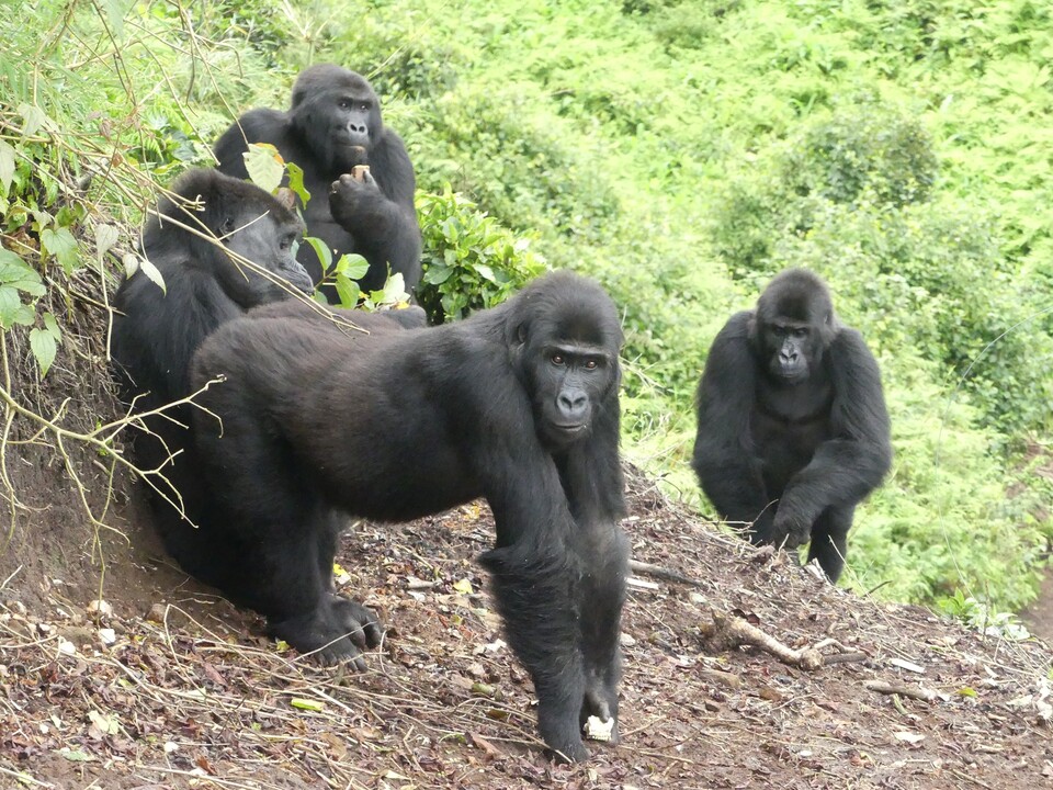 15년 전 야생동물 불법거래 과정에서 구조된 동부로랜드고릴라 암컷 4마리가 최근 드디어 야생으로 되돌아갔다.(사진 GRACE)/뉴스펭귄