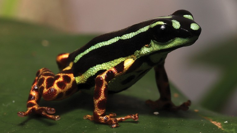 신종 개구리  ‘라니토메야 아쿠아마리나’ (사진 Alexander Tamanini Mônico et al.(2025), ZooKeys)/뉴스펭귄