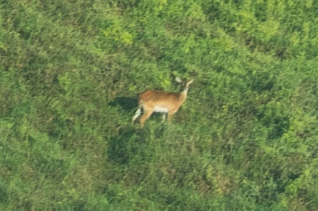 ‘우펨바리추에’가 살아 있는 모습이 담긴 첫 사진. (사진 K. anselli)/뉴스펭귄