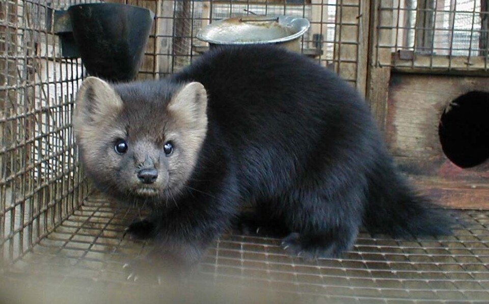 검은담비. (사진 Clark Science Center)/뉴스펭귄