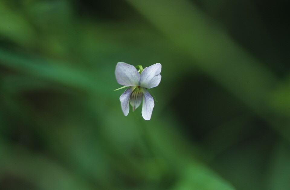 멸종위기 야생생물 Ⅱ급 ‘선제비꽃’. (사진 국립생물자원관)/뉴스펭귄