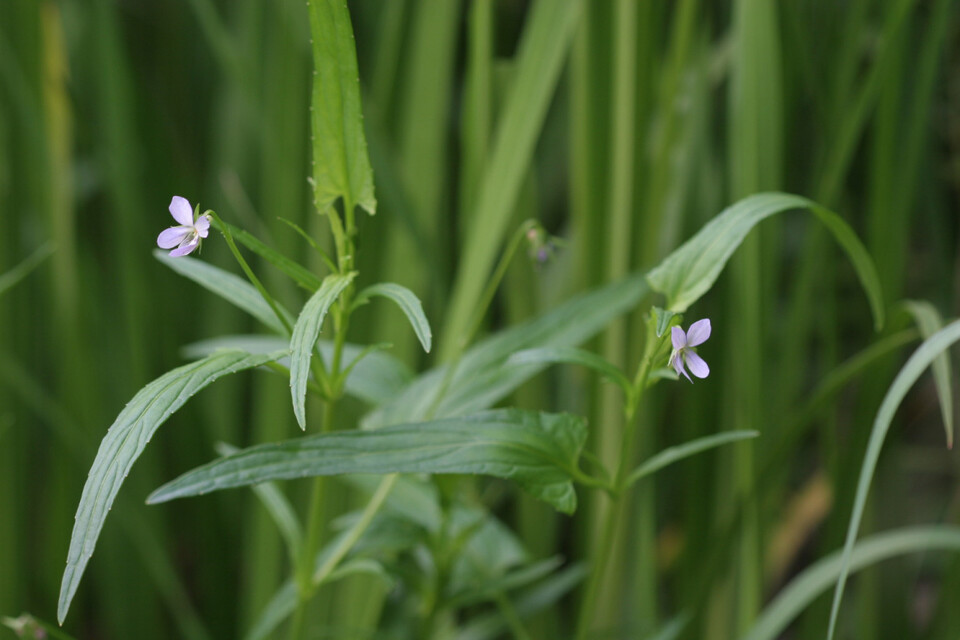 선제비꽃은 하천 개발과 정비 사업 등으로 서식처가 훼손되면서 멸종 위협을 받고 있다. (사진 국립생물자원관)/뉴스펭귄