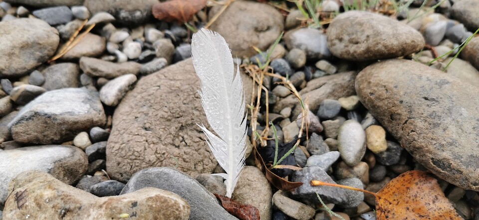 기후변화로 철새들의 깃털갈이 시점이 앞당겨지고 있다는 연구 결과가 나왔다. (사진 pixabay)/뉴스펭귄