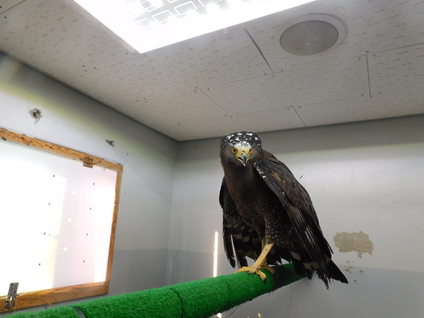 지난해 12월 구조된 관수리. (사진 부산시)/뉴스펭귄