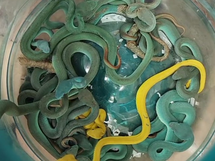 (사진 Mumbai Customs-III 'X' 캡처)/뉴스펭귄