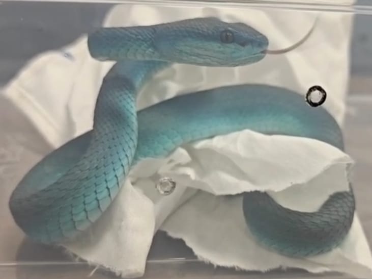 인도네시아핏바이퍼 (사진 Mumbai Customs-III 'X' 캡처)/뉴스펭귄