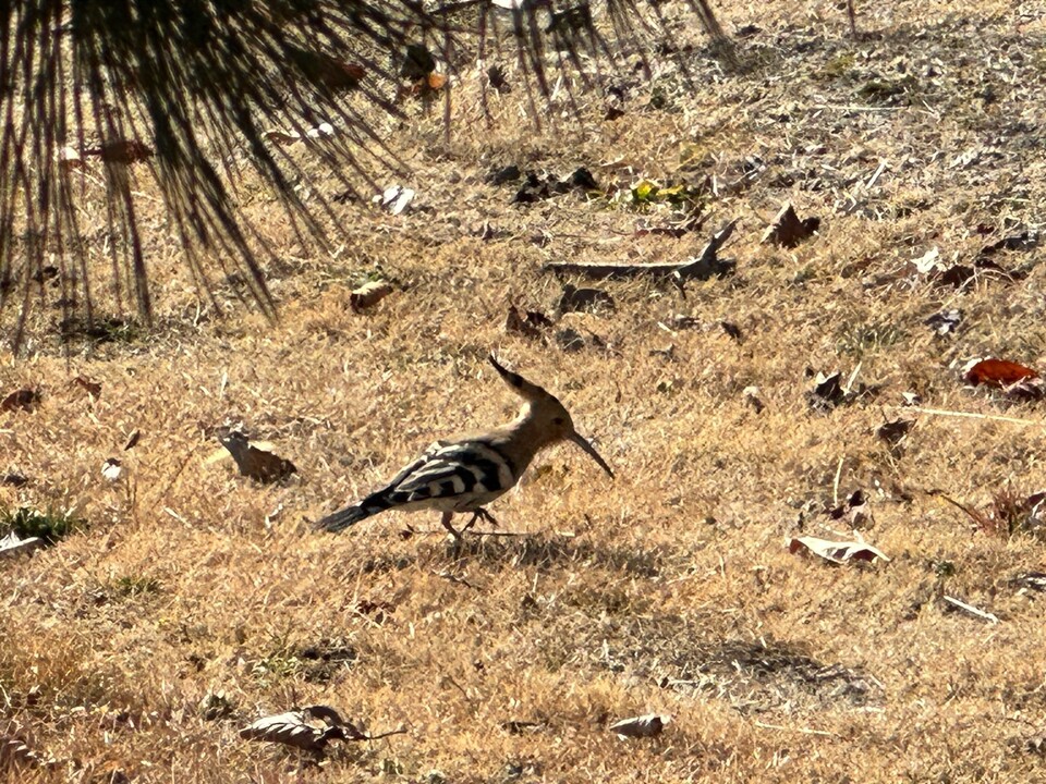 후투티 (사진 뉴스펭귄 독자)/뉴스펭귄
