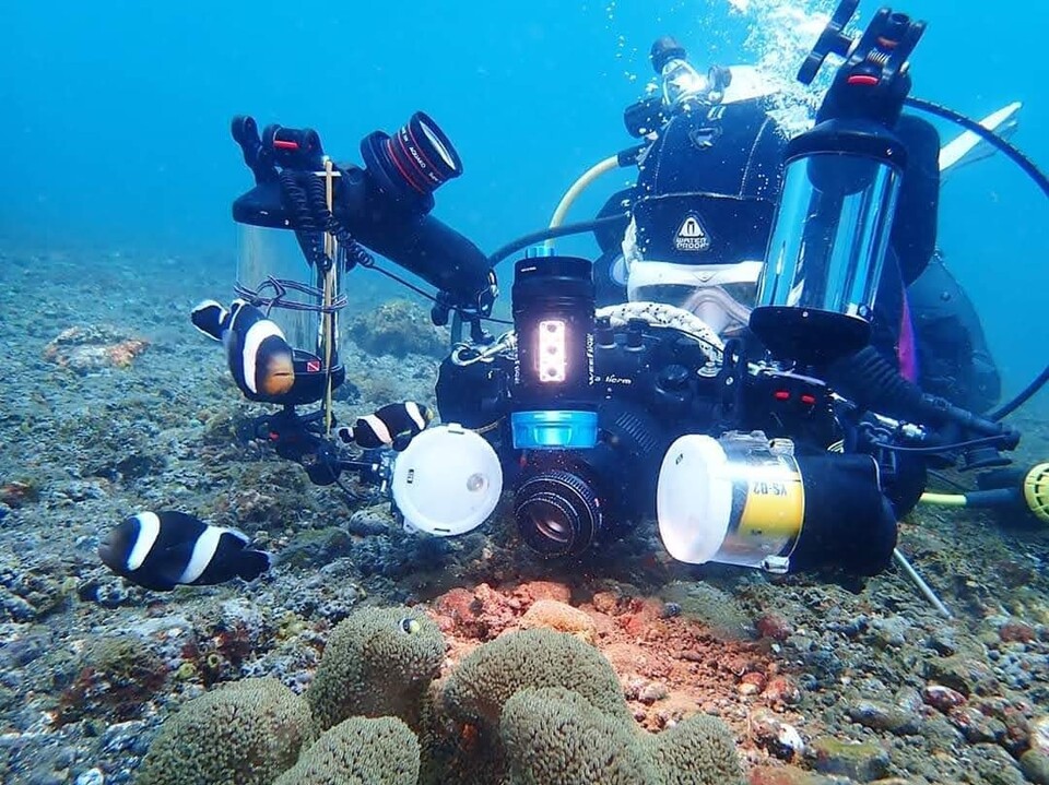 물을 무서워하던 최혜원 정신과 의사는 0.1~1cm 크기의 작은 바닷속 생물들을 찍는 사진작가가 됐다. (사진 최혜원 사진작가 제공)/뉴스펭귄