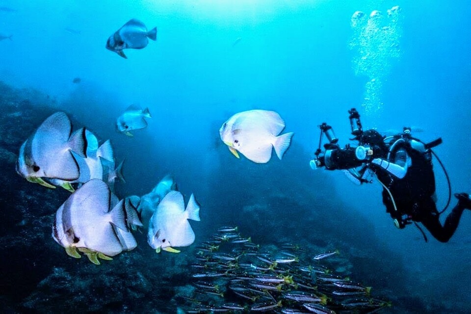 천편일률적인 수중 사진이 싫었던 최혜원 사진작가는 세밀한 감정을 표현하는 사진을 찍고 싶다고 이야기했다. (사진 최혜원 사진작가 제공)/뉴스펭귄