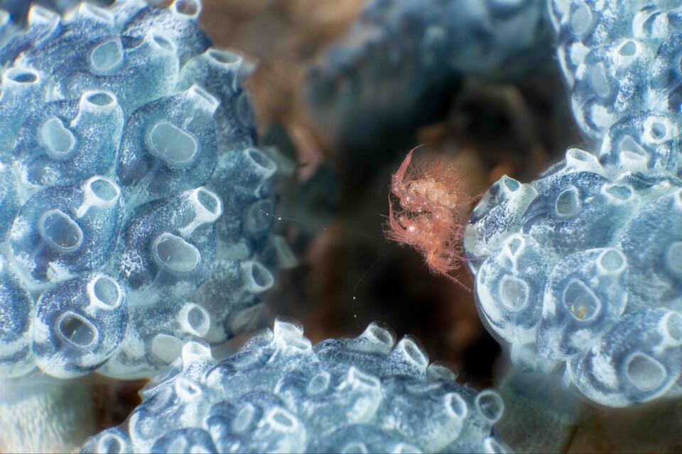 헤어리쉬림프. (사진 최혜원 사진작가)/뉴스펭귄