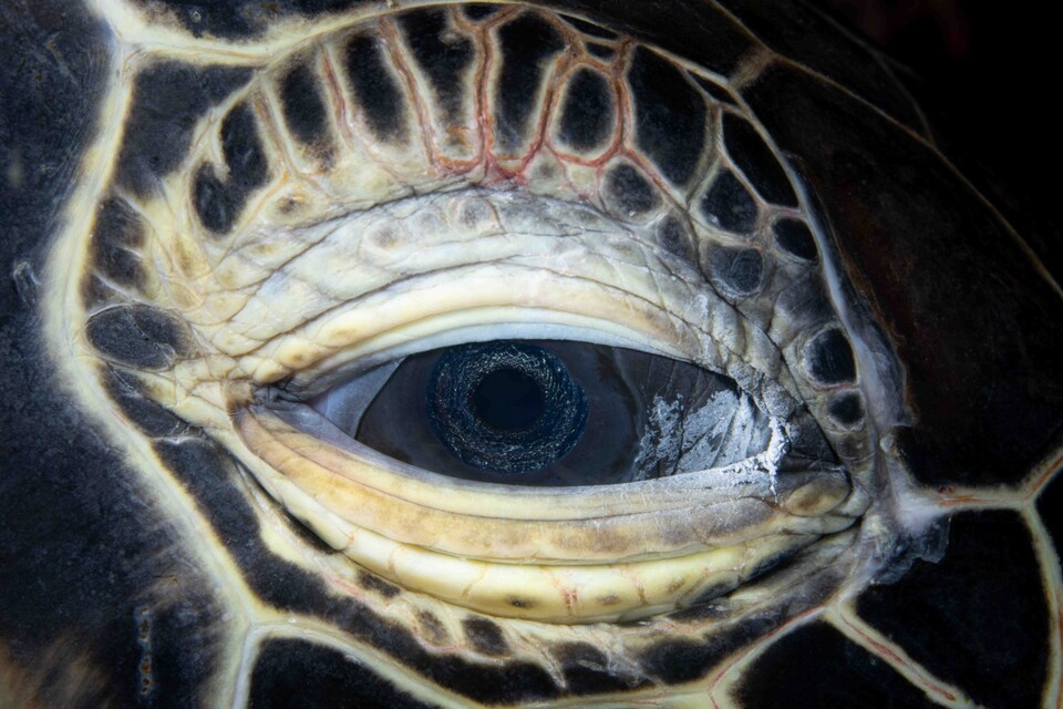 거북의 눈. 포르투갈어로 '사우다드'는 깊이 사랑했지만 돌이킬 수 없이 망가져버렸거나 더는 존재하지 않는 어떤 것에 대한 찬란한 슬픔을 뜻한다. (사진 최혜원 사진작가)/뉴스펭귄